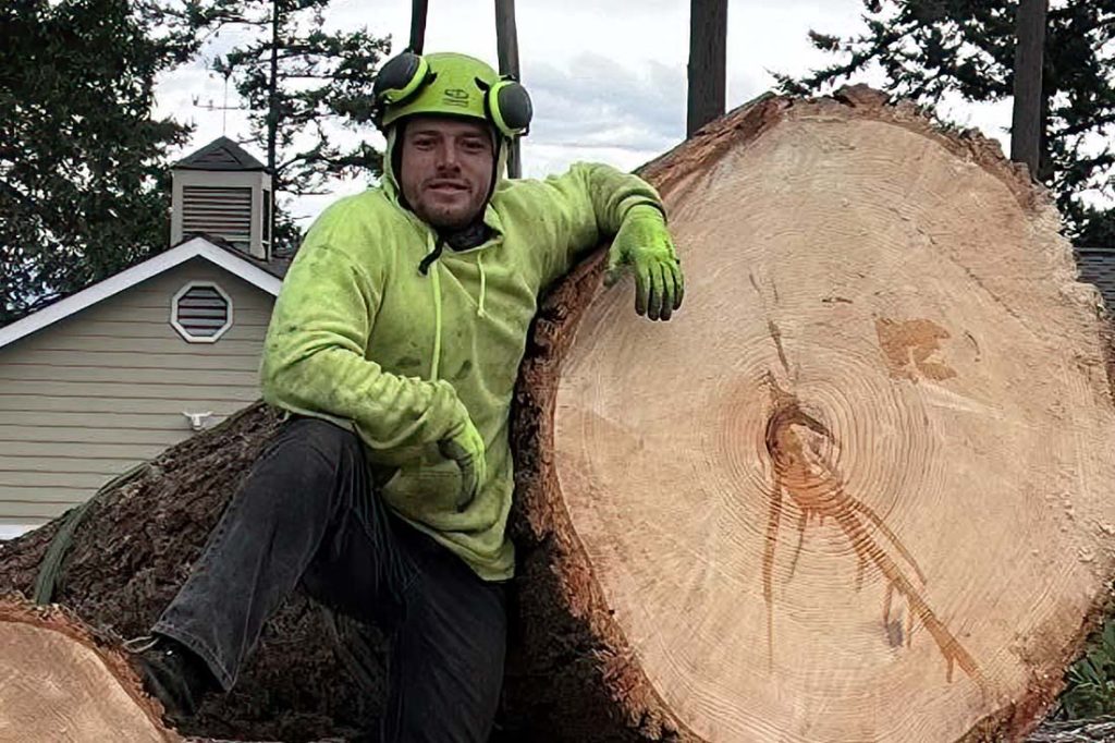 large cut tree