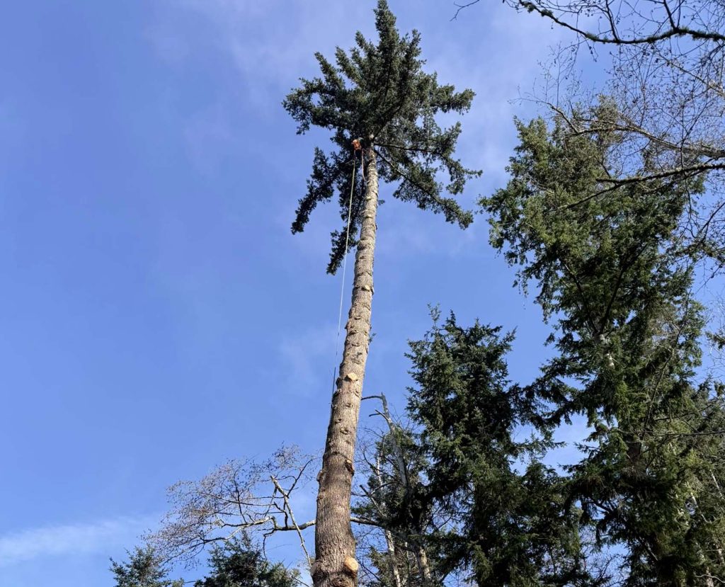 Tall tree felling