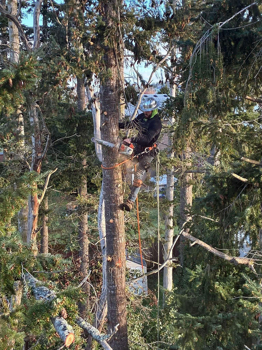Vern cutting a tall tree