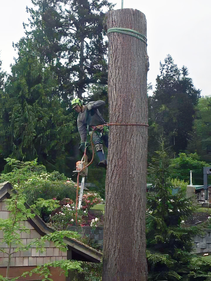 Partially Cut Tree